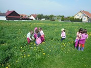 Pleteme věnečky z pampelišek